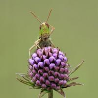 Lesser Marsh Grasshopper 